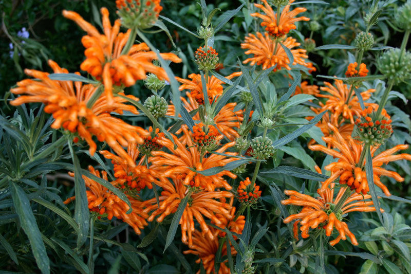 Leonotis nepetifolia  Orange Flowers 50 seed Lion's Ear