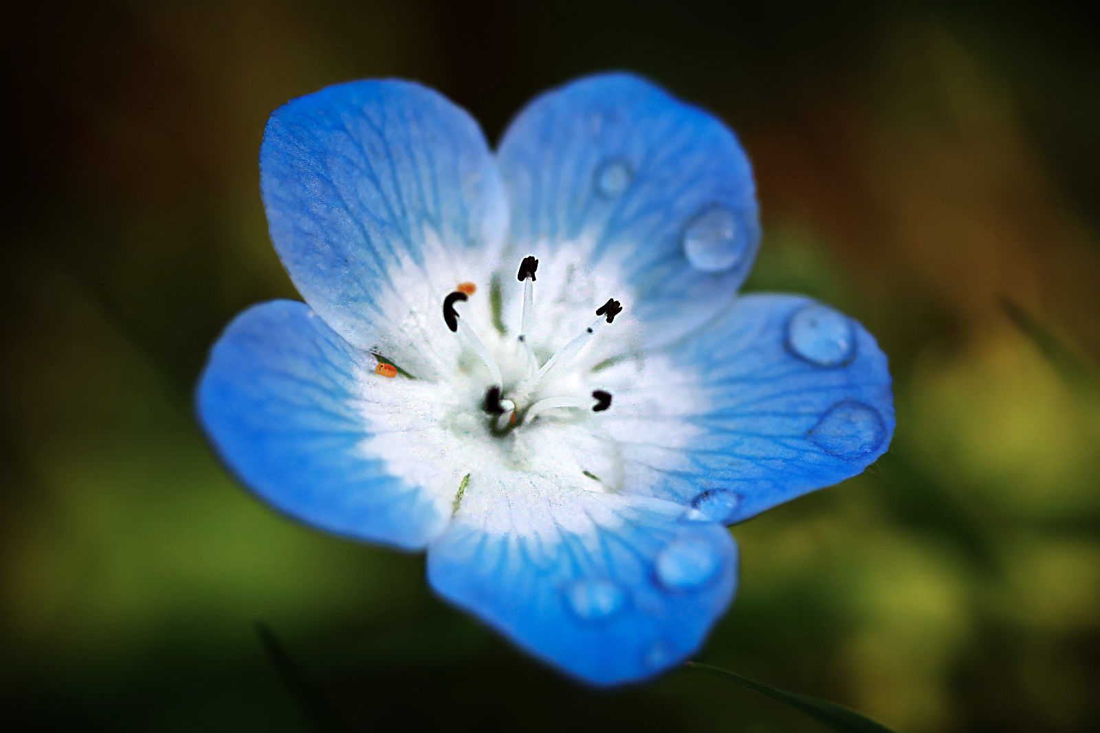 500 Baby Blue Eyes Seeds Nemophila Menziesii Our Sacred Garden